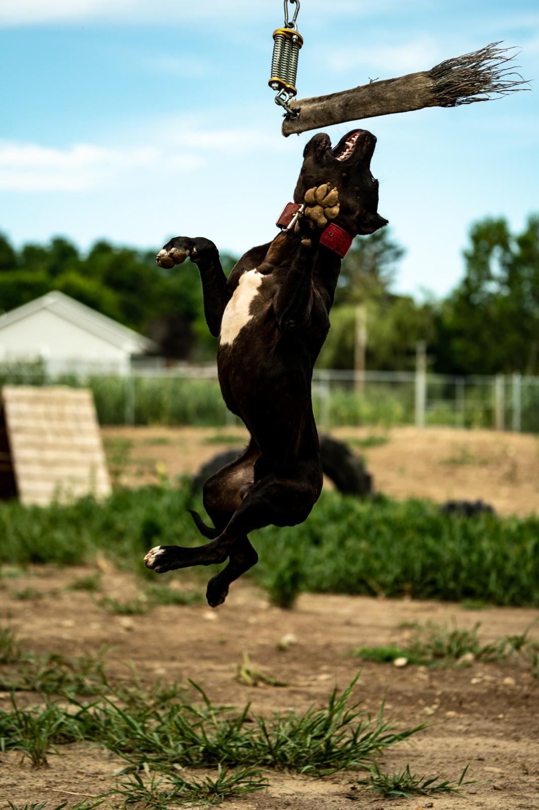 Unleashed Kennelz black XL pit bull, Butcher is caught midflight in an attempt to grab the spring pole.