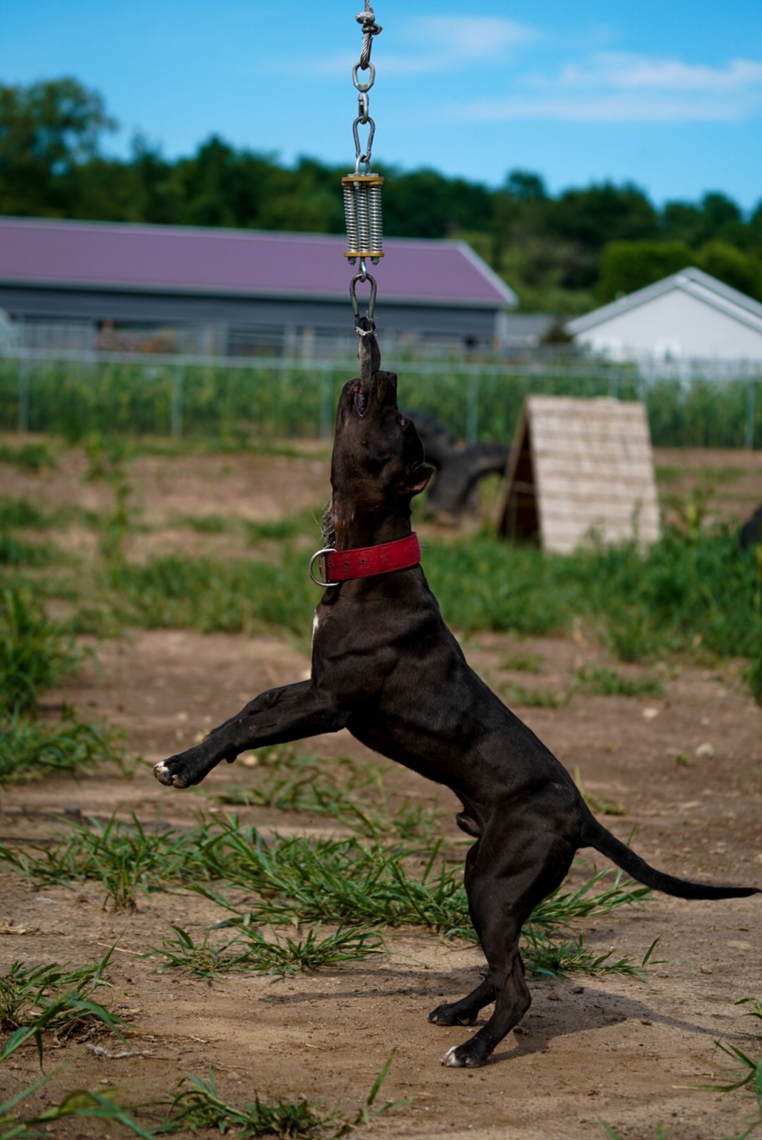 Unleashed Kennelz black XL pit bull, Butcher stands on his hind legs locked onto a spring pole showing off his shredded physique and immaculate structure. 