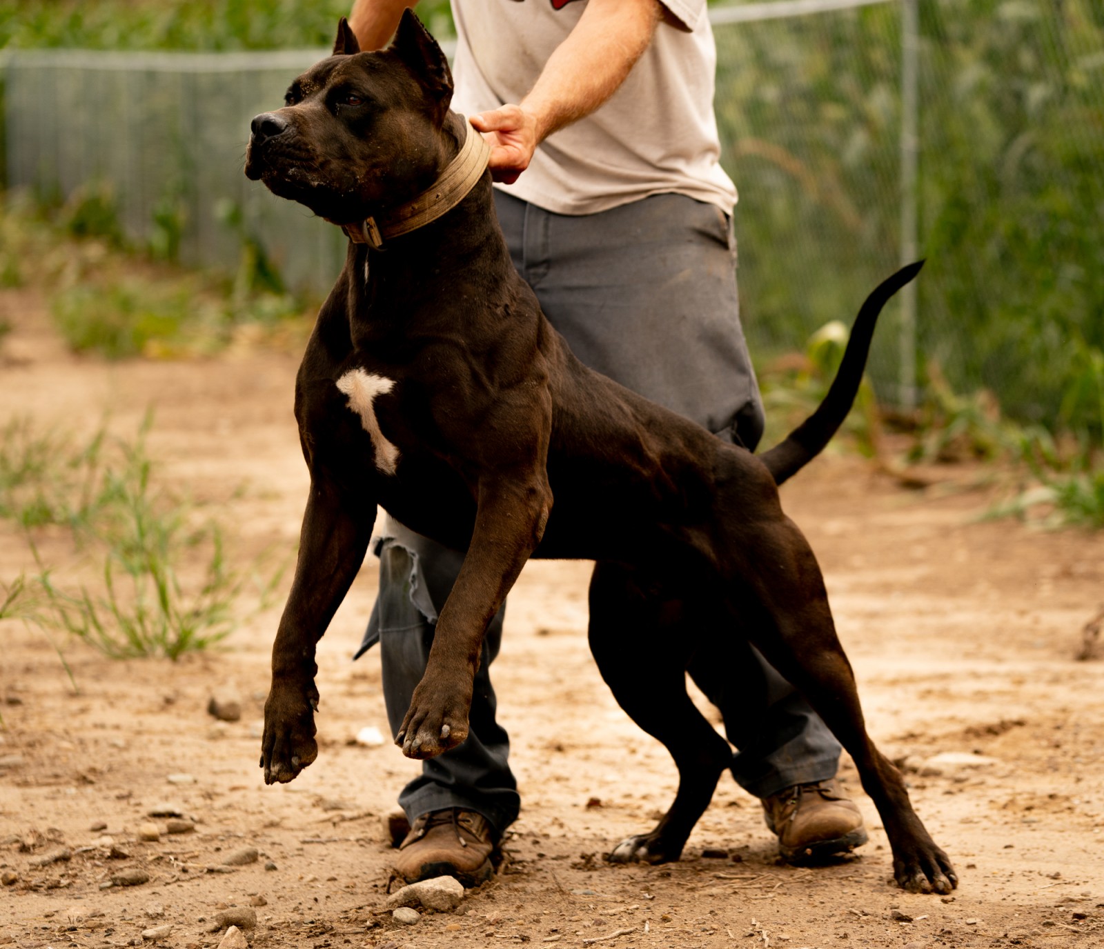 Hitman, a black XL pitbull from Unleashed kennelz lunges, ripped muscles flexed, in a side profile shot with his owner holding him by the green collar. 