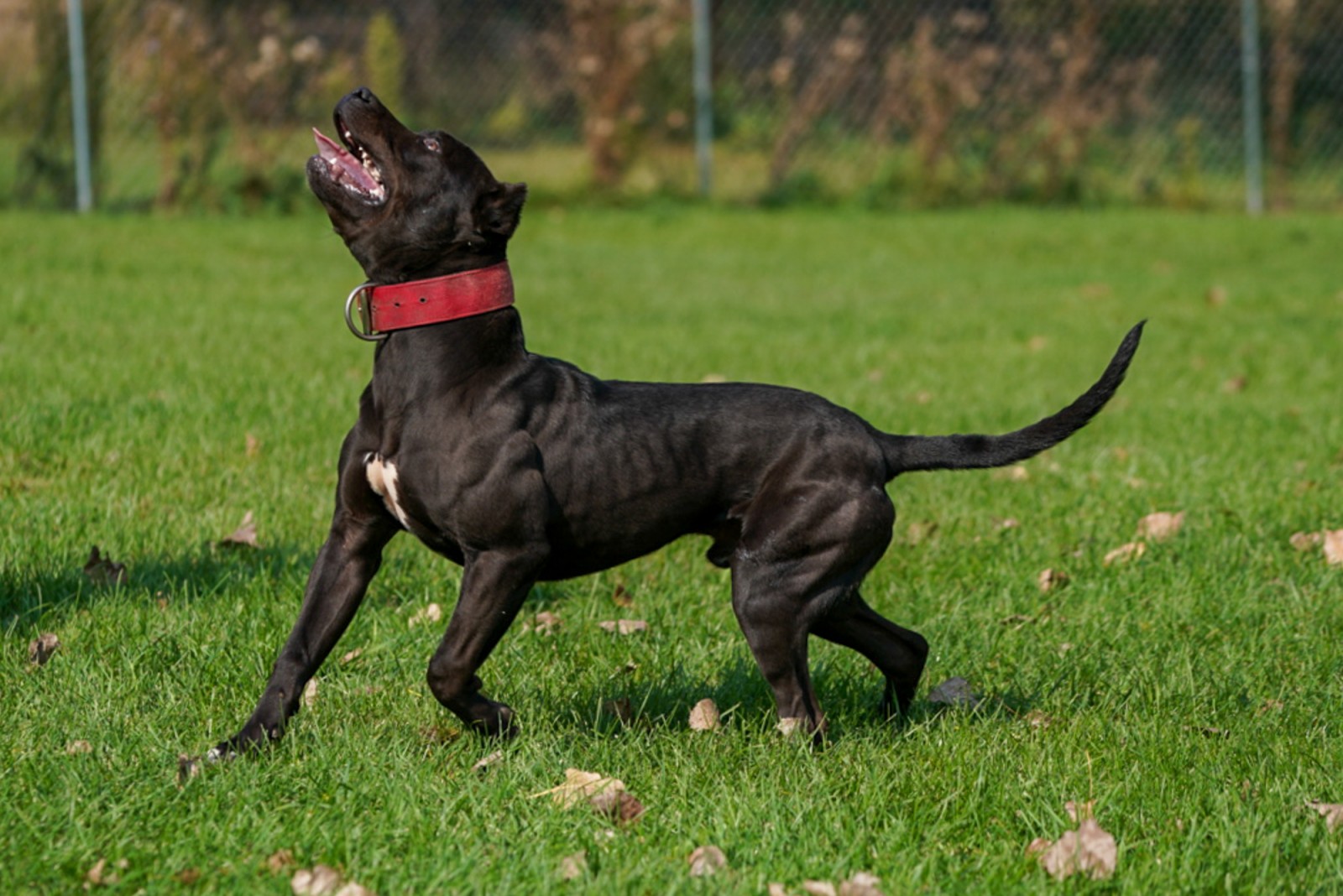 Butcher, one of Unleashed Kennelz stud bullies pauses mid stride to catch a ball showing off his muscled up physique and beautiful anatomy.