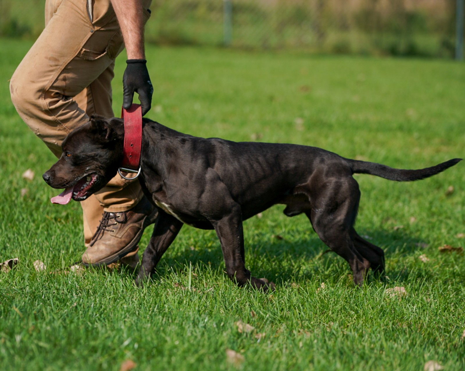 Dylan at Unleashed Kennelz leads his shredded, black stud, XL bully Butcher by the red collar through tall grass.