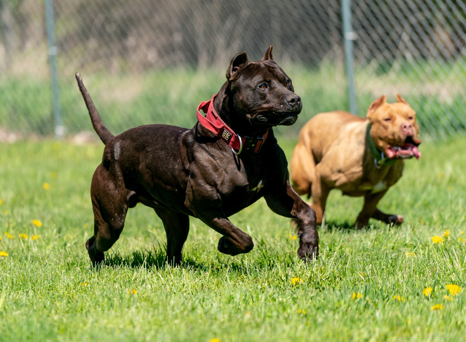 Muscled up Black American Bully Batman runs alongside red pit bull Blaze.