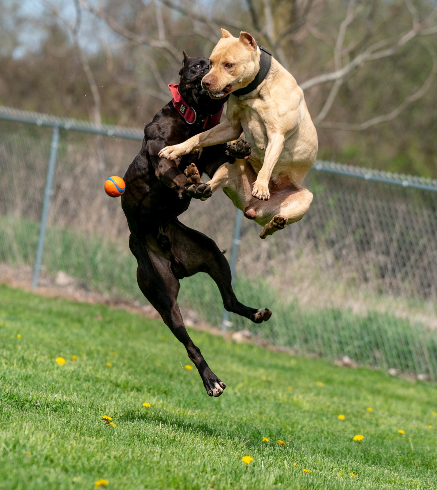 Unleashed Kennels black XL pit bull stud Batman caught mid flight with champagne pit bull Chevette and show off their athleticism as they vie for a ball. 