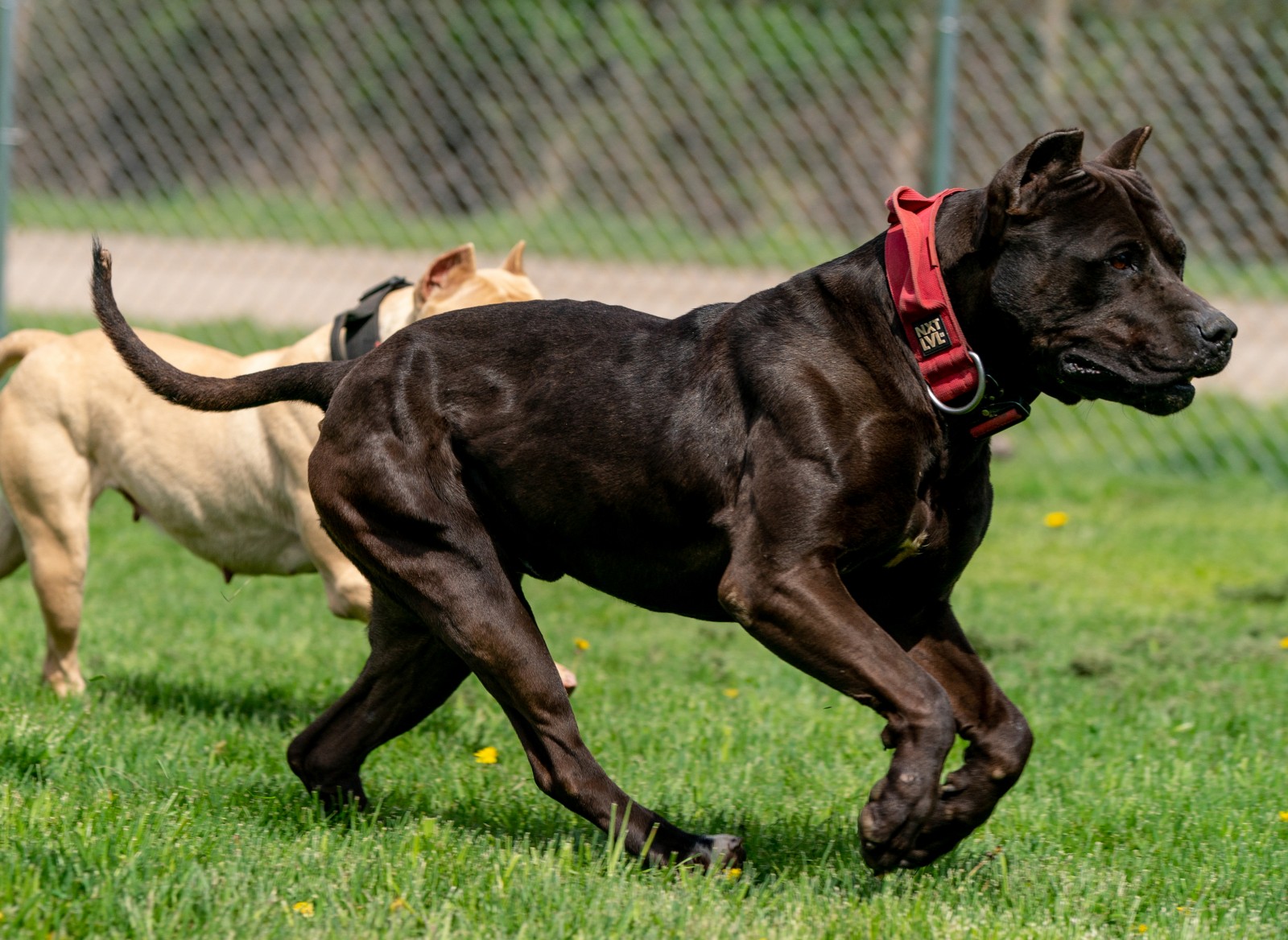 Unleashed Kennelz black XL pit bull shows off his structure in this shot, mid stride alongside champagne female, Chevy.