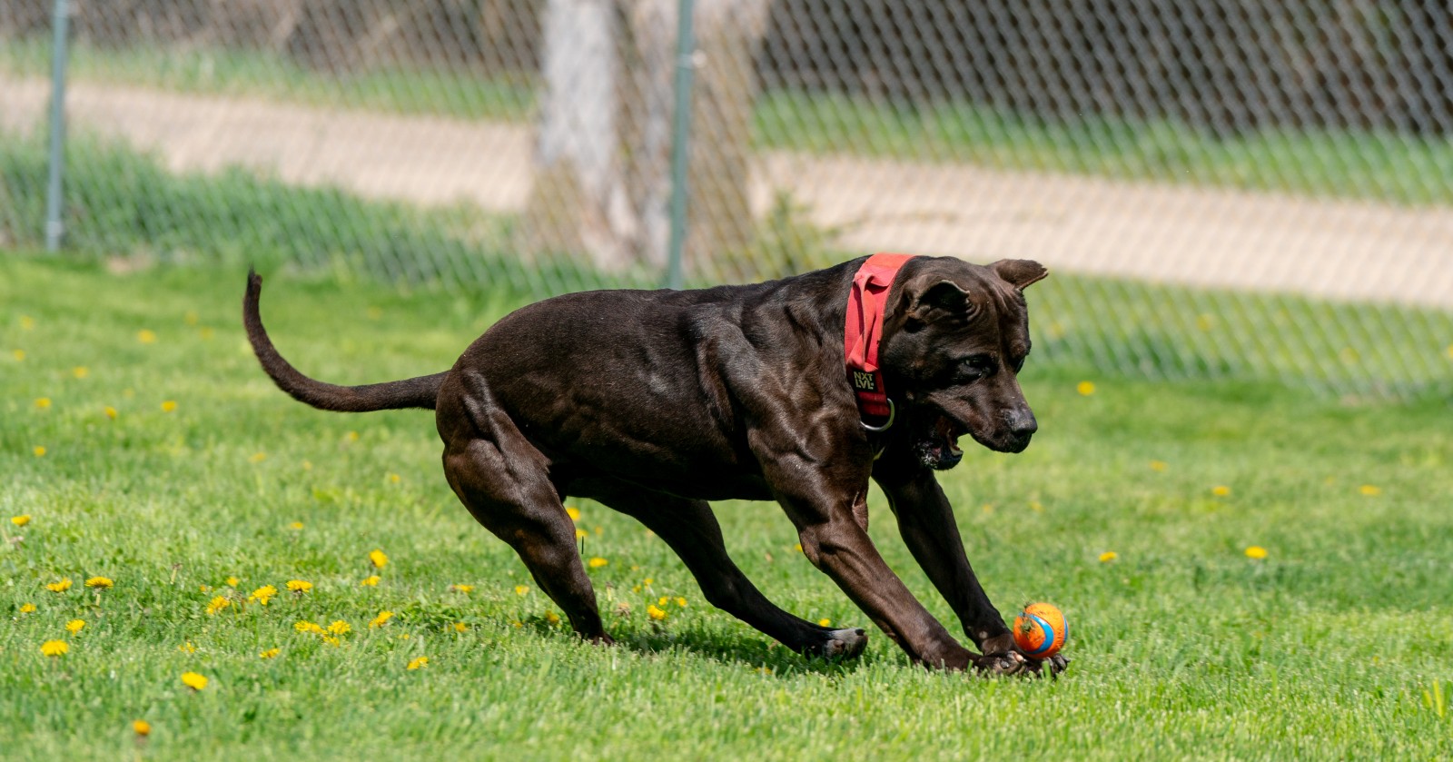 Unleashed Kennels Black XL pit bull Batman skidding to a sudden stop as he runs for a ball, shows off his muscle definition in this flexed pose. 