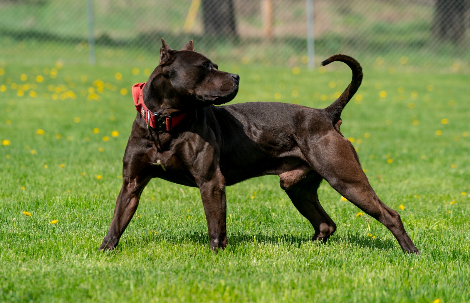 Unleashed Kennelz black XL pit bull stud Batman strikes a super model pose in this shot in a wide spread stance, head turned to the side emphasizing his apple cheeks and huge muscular chest. 