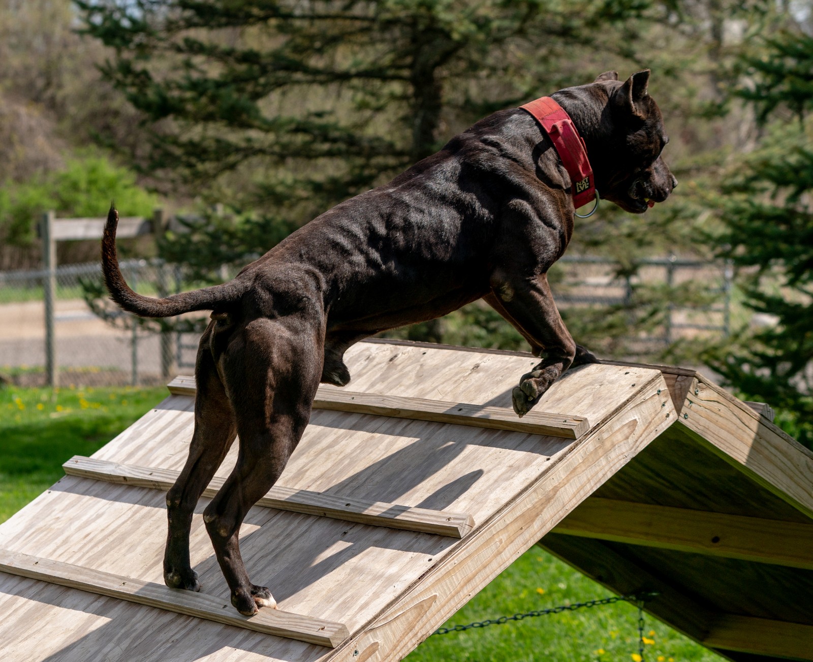 Unleashed Kennelz stud dog black XL pit bull Batman is climbing a wooden ramp as the sun reflects off his chiseled physique. 