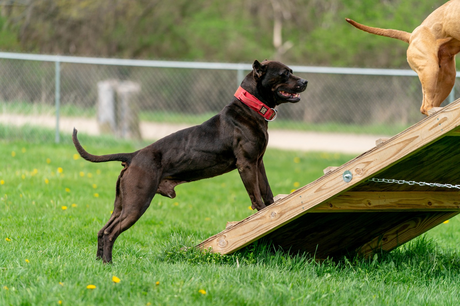 Unleashed Kennelz stud dog black XL pit bull Batman is climbing a wooden ramp as the sun reflects off his chiseled physique. 