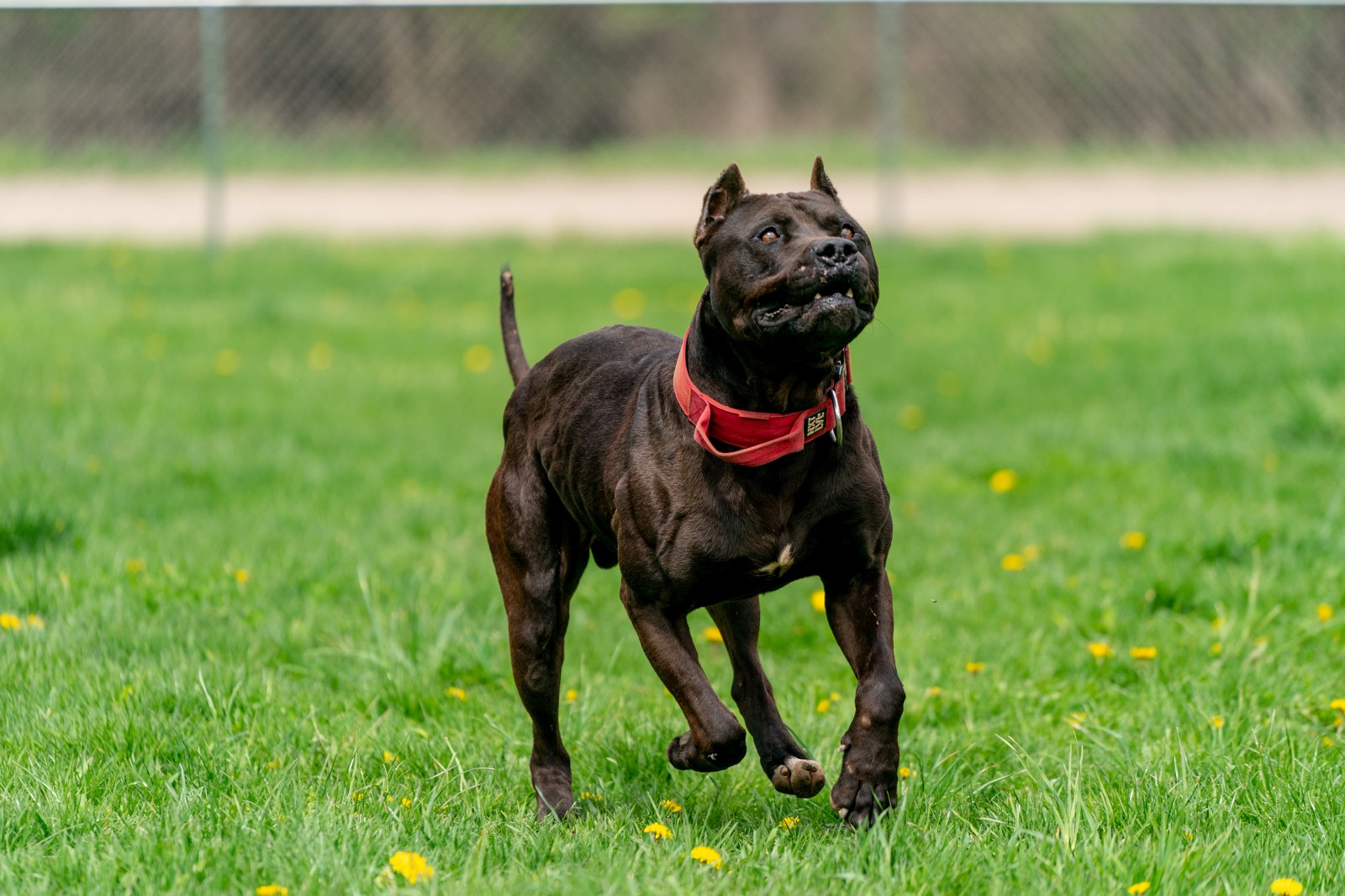 Unleashed Kennelz stud, black XL pit bull Batman runs through a field of green grass and dandelions wearing a red collar. 