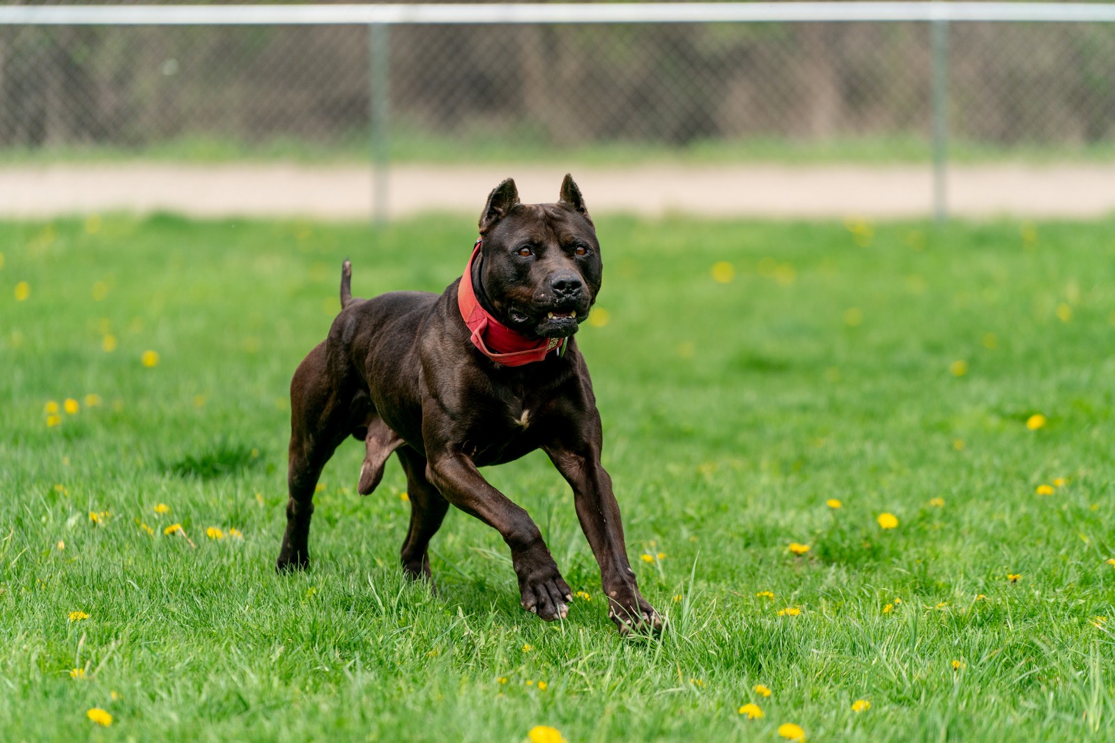 Unleashed Kennelz stud, black XL pit bull Batman runs through a field of green grass and dandelions wearing a red collar. 