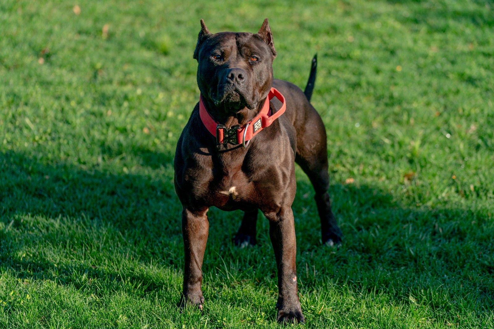 Batman, AKA Bruce Wayne, a muscular beast of a black pit bull wearing a red collar stands, stacked, at attention.