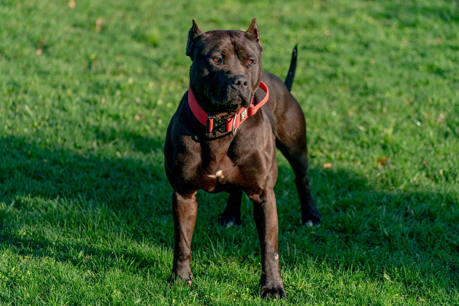 Unleashed Kennelz Black Stud, XL pit bull Batman, stands at attention wearing a red collar. 