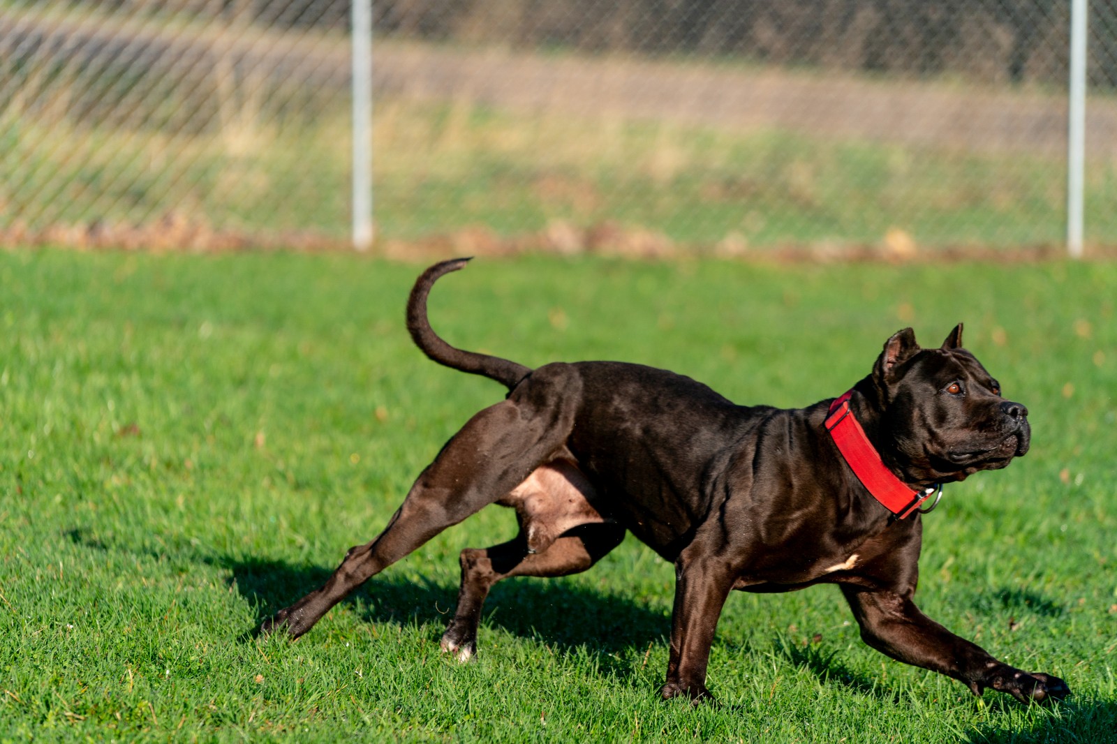 Batman, AKA Bruce Wayne, a muscular beast of a black pit bull wearing a red collar is frozen mid-stride.