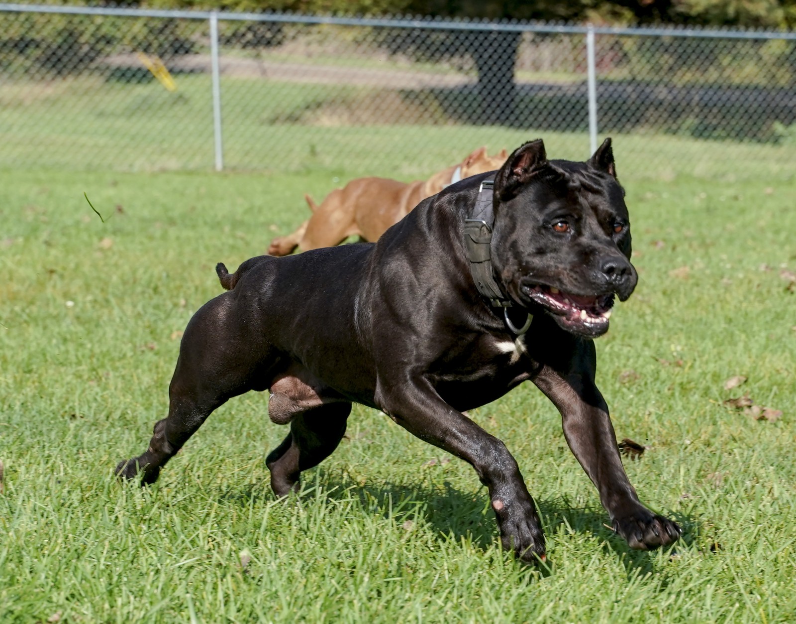 Batman, AKA Bruce Wayne, an XL black male pit bull, looking intense as he runs toward the camera.