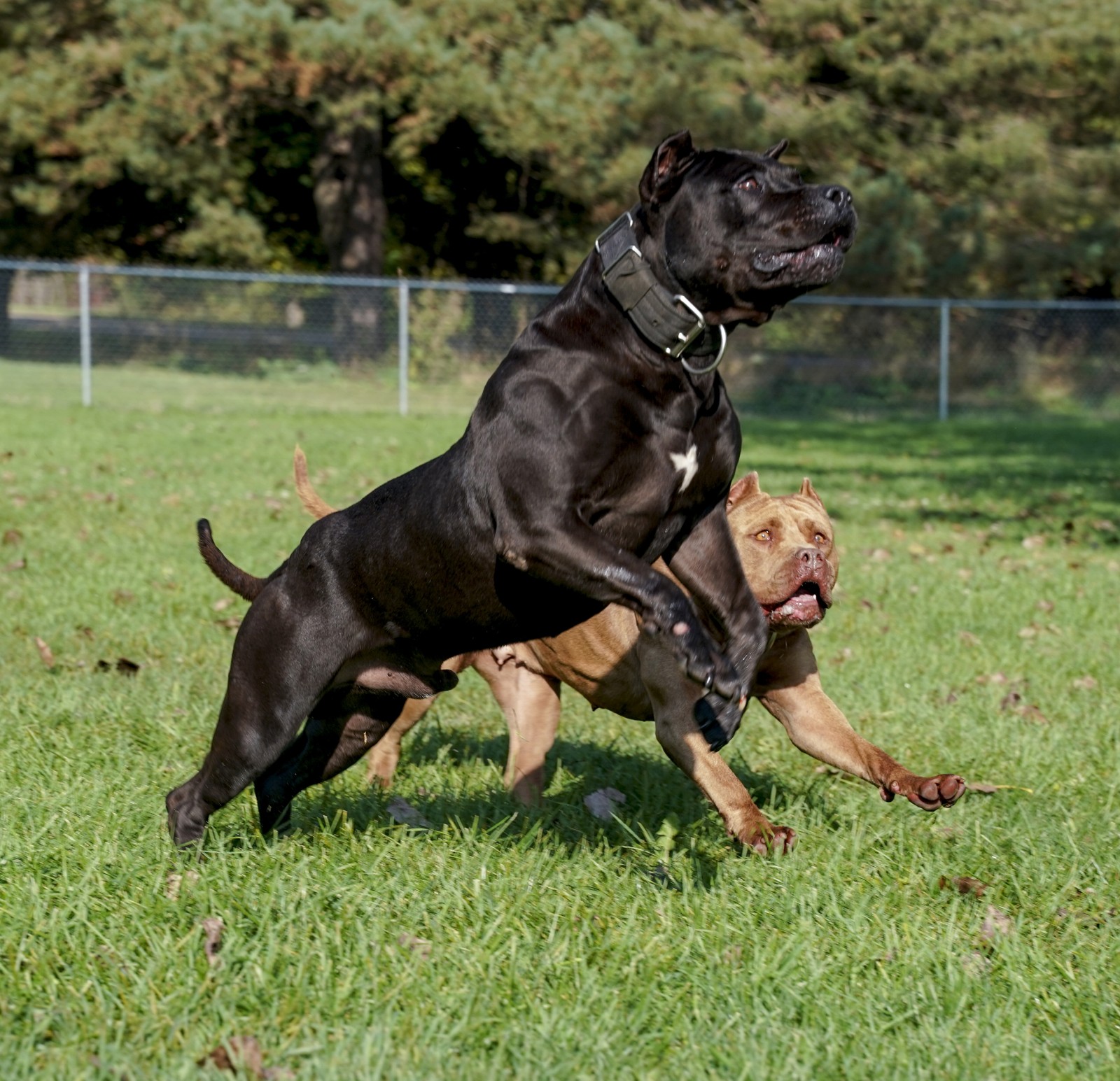 Batman, AKA Bruce Wayne, an athletic, muscular, XL black pit-bull lunges for and object out of site next to Sumatra, a huge red female pit bull. 