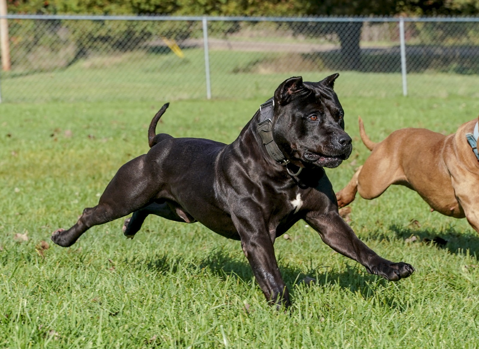 Batman, AKA Bruce Wayne an athletic, muscular Black pit bull strides out next to a partially visible red pit bull counter-part. 