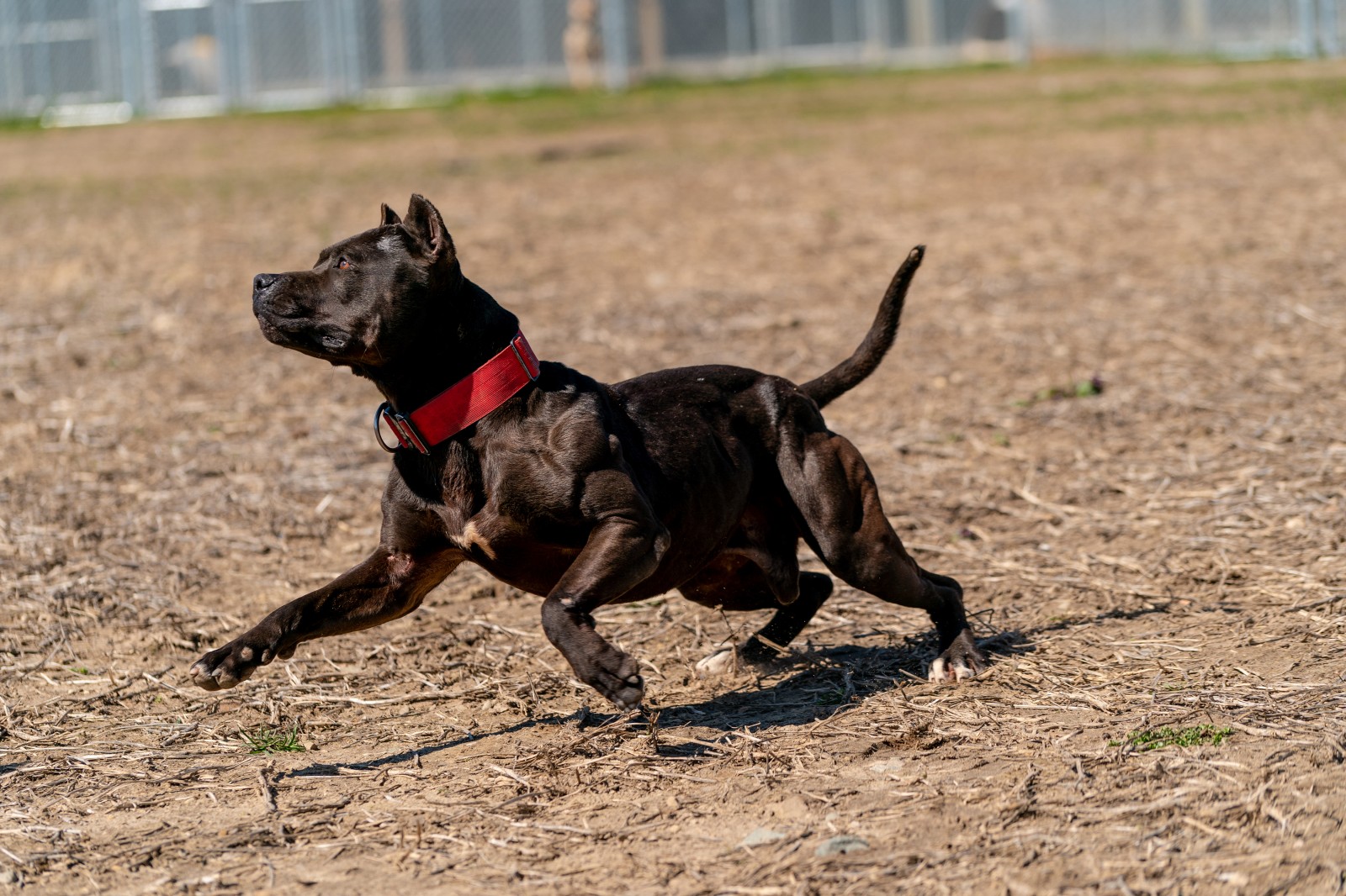 Batman, AKA Bruce Wayne, a muscular beast of a black pit bull wearing a red collar is frozen mid-stride.