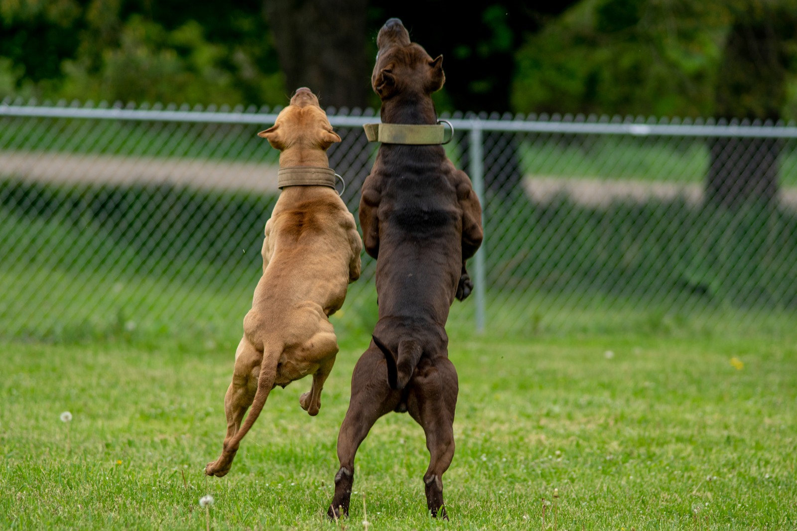 Unleashed Kennelz Hitman, a beast of a black XL pit bull taking off to catch air next to his red female counterpart, shows off his ripped back musculature and crazy shoulders. 