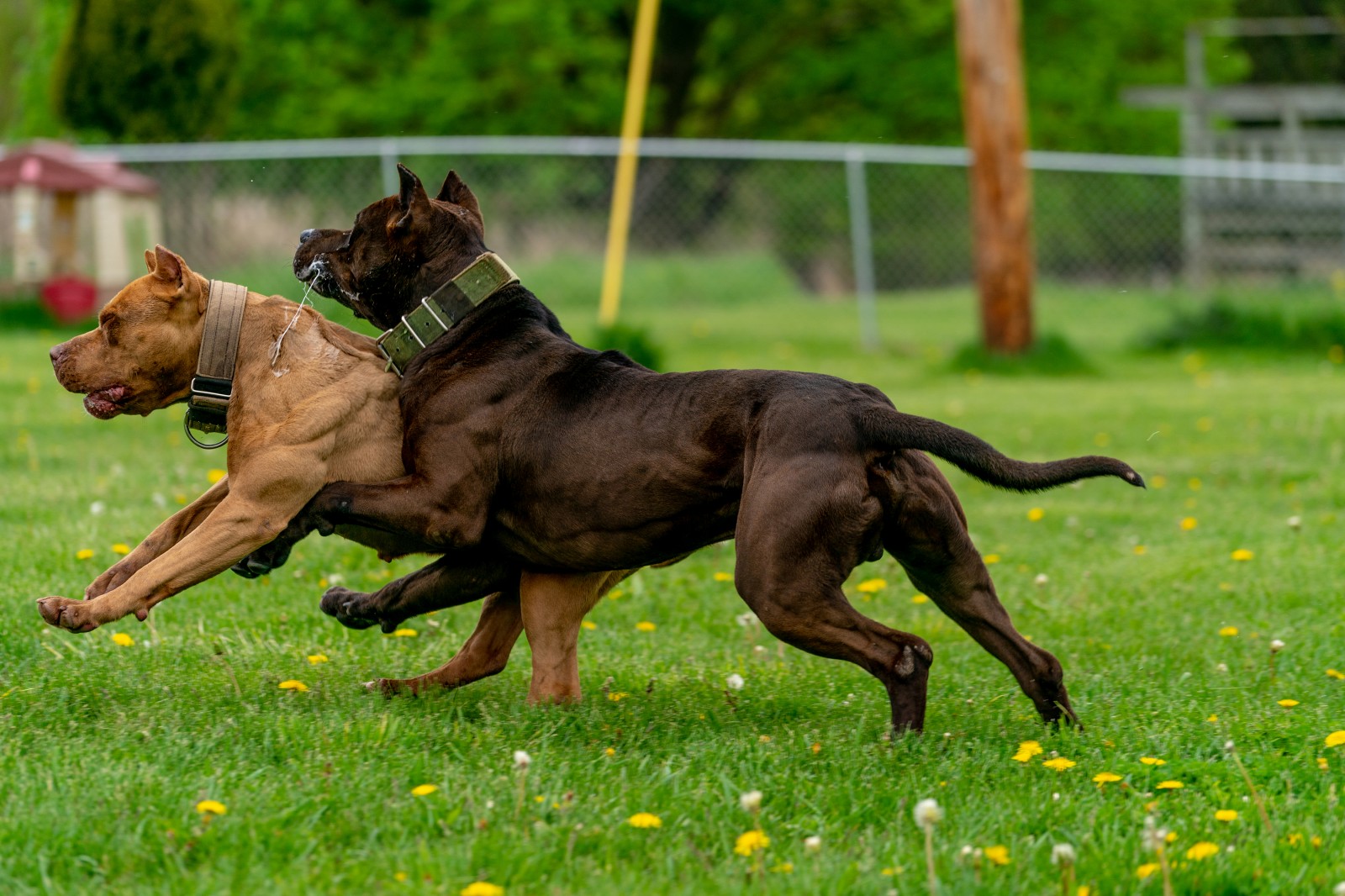 Unleashed Kennelz Hitman, a big black ripped pit bull collides with rush, a red female xl pit bull as muscles flex and saliva sprays in a yard with green grass and yellow dandelions. 