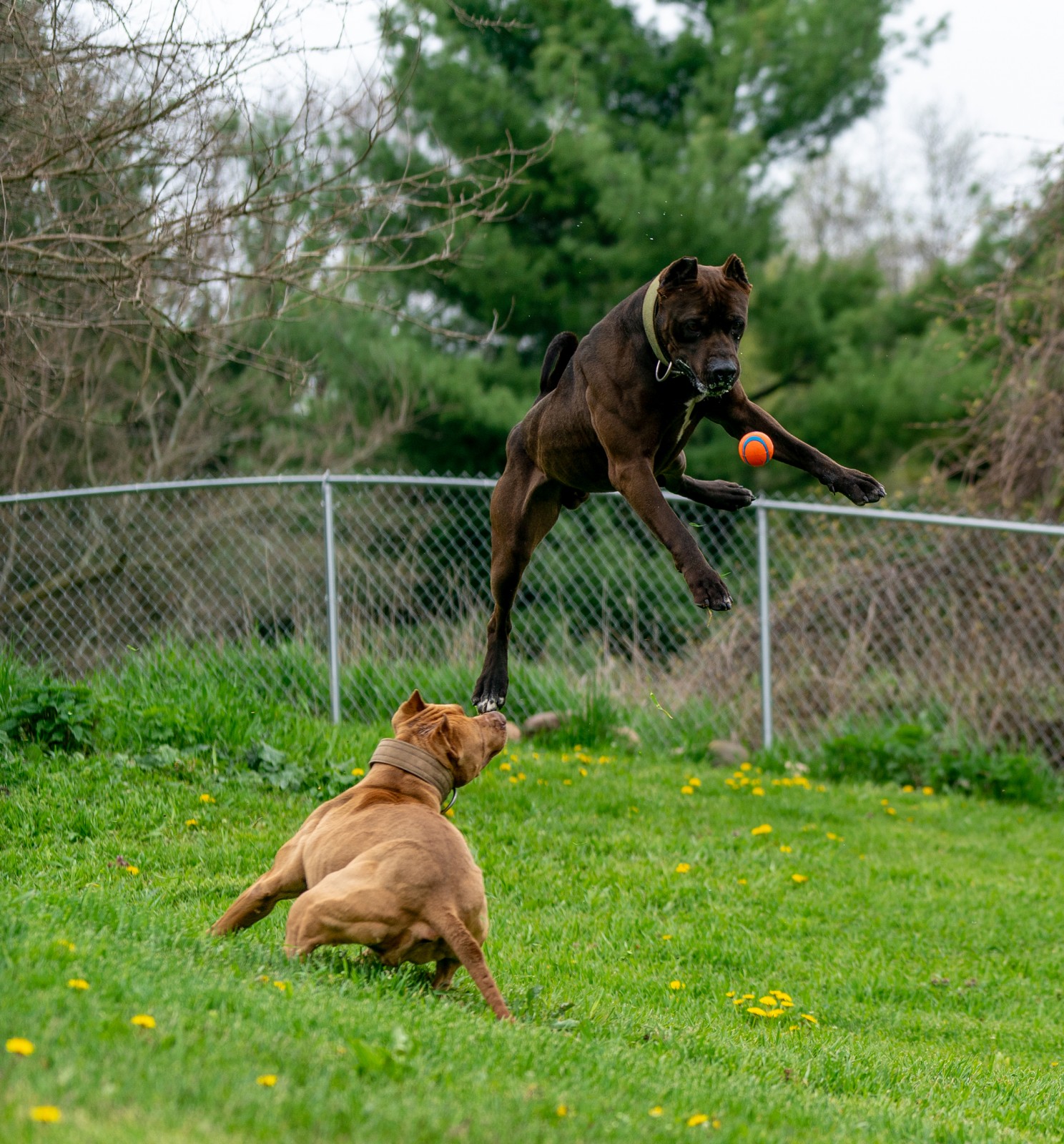 Hitman, a black  xl pit bull from Unleashed Kennelz is frozen 4 feet off the ground chasing a ball with his red female counterpart Headrush. 