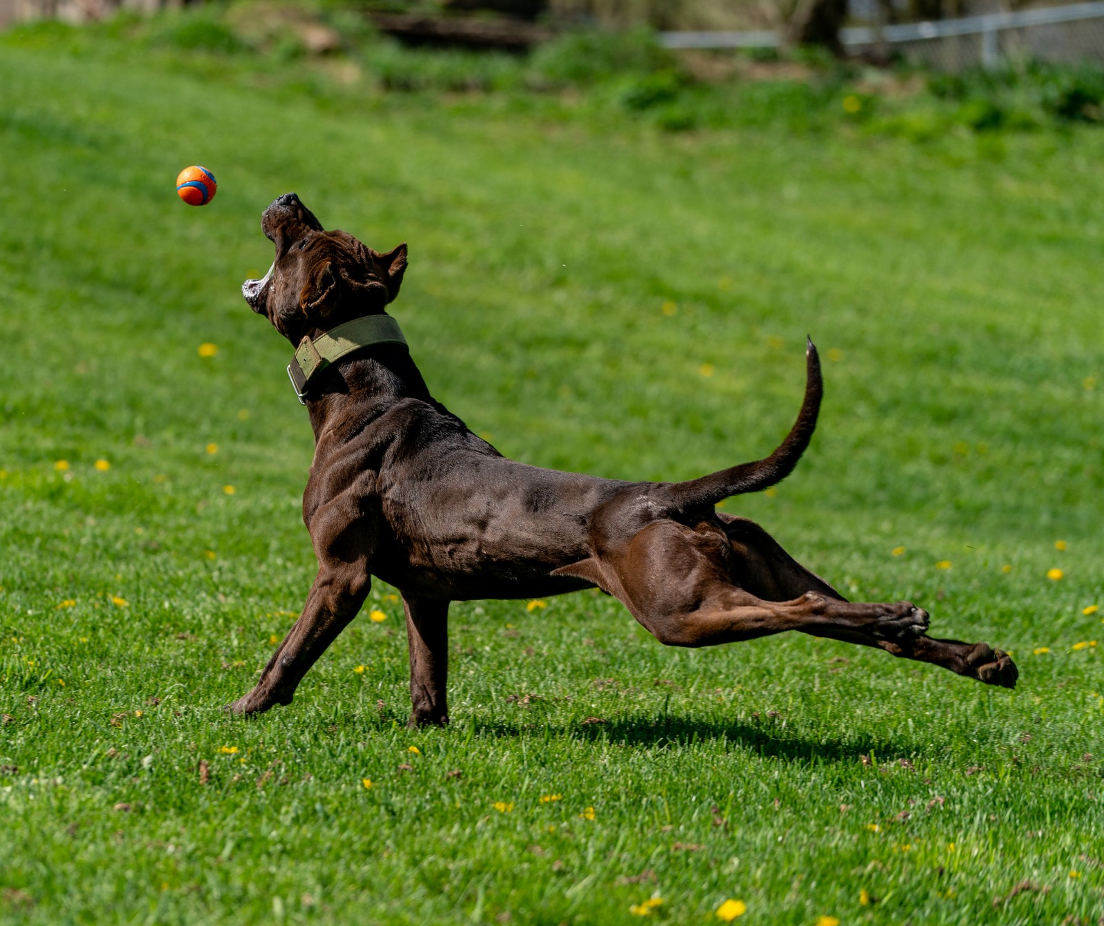 Unleashed Kennelz XL black pit bull Hitman looking like a stallion in this photo as he strides out after a ball. 