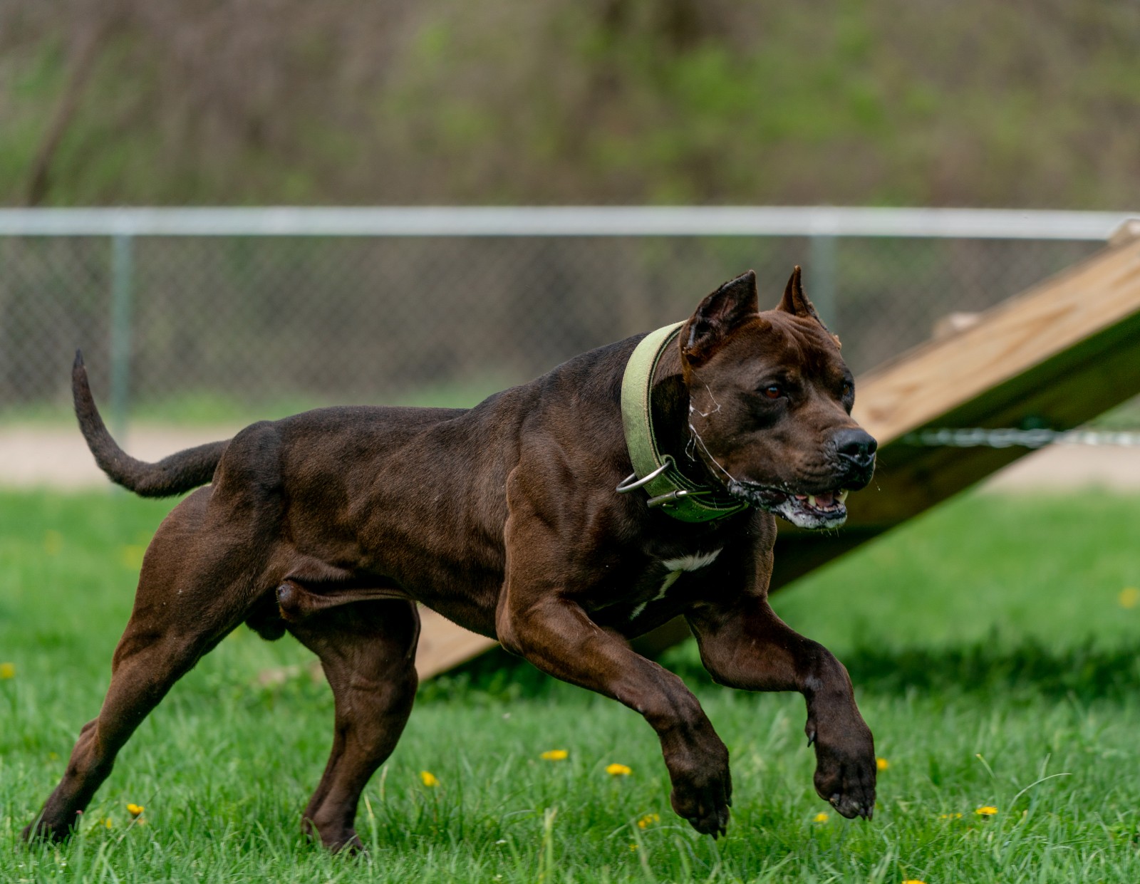 Unleashed Kennelz Hitman, a black XL Pitbull stud looking like a beast with muscles flexed, saliva flying, a tight, correct specimen. 