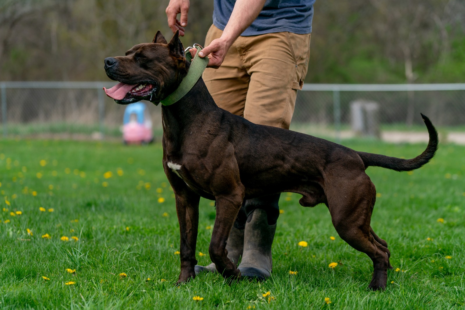 Hitman, a black XL pitbull from Unleashed kennelz lunges, ripped muscles flexed, in a side profile shot with his owner holding him by the green collar. 
