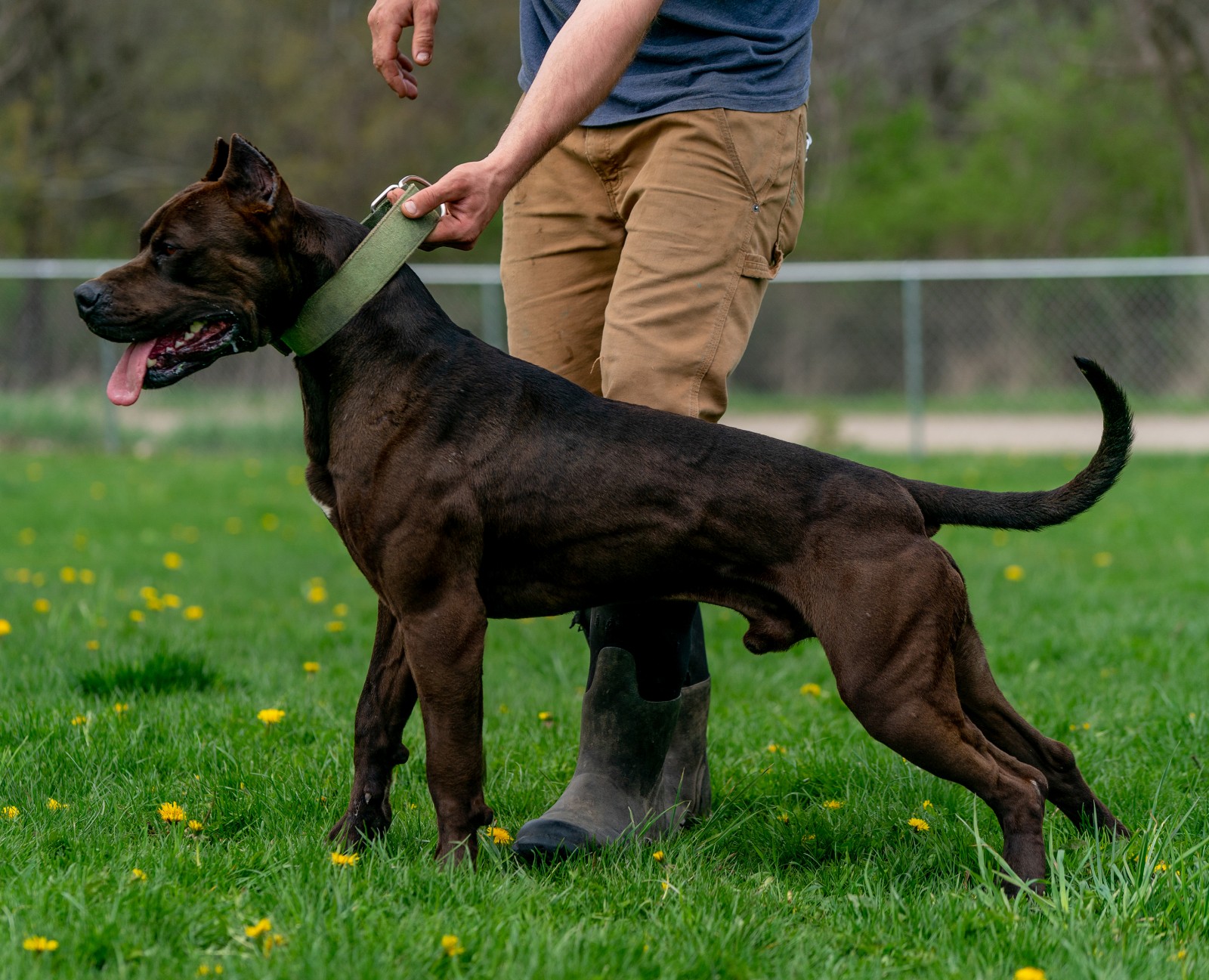 Hitman, a black XL pitbull from Unleashed kennelz lunges, ripped muscles flexed, in a side profile shot with his owner holding him by the green collar. 