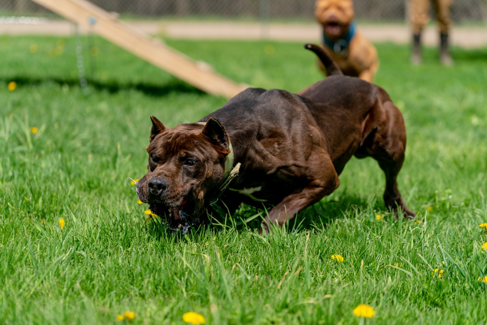 Hitman, a black XL pit bull from Unleashed Kennelz full speed, low to the ground, chases something off camera. 