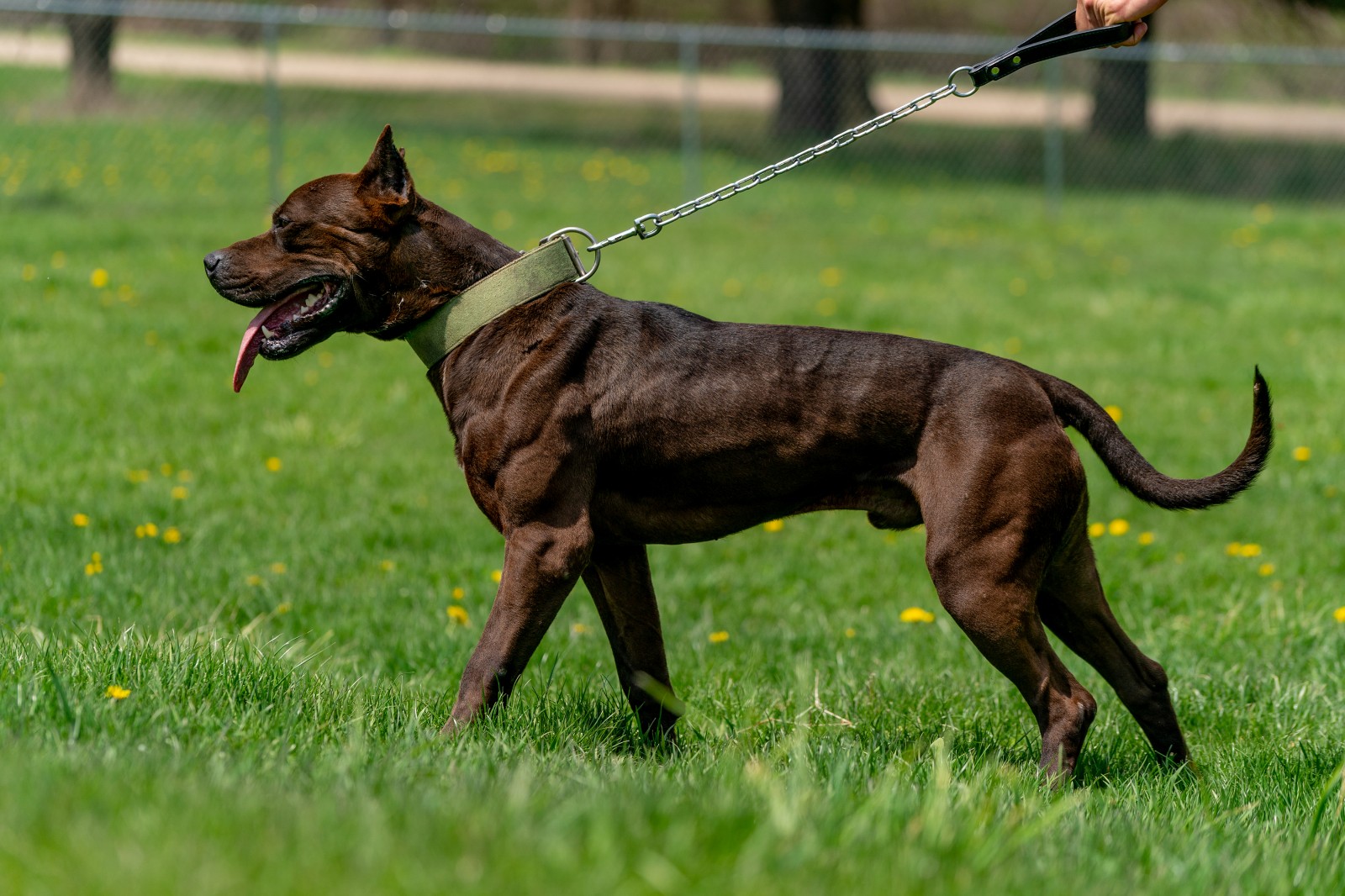 Unleashed Kennelz Hitman, a beast of a black XL Pit bull shows off his super model looks and gorgeous structure in this side shot held by a chain link leash in a background of green grass and dandelions. 