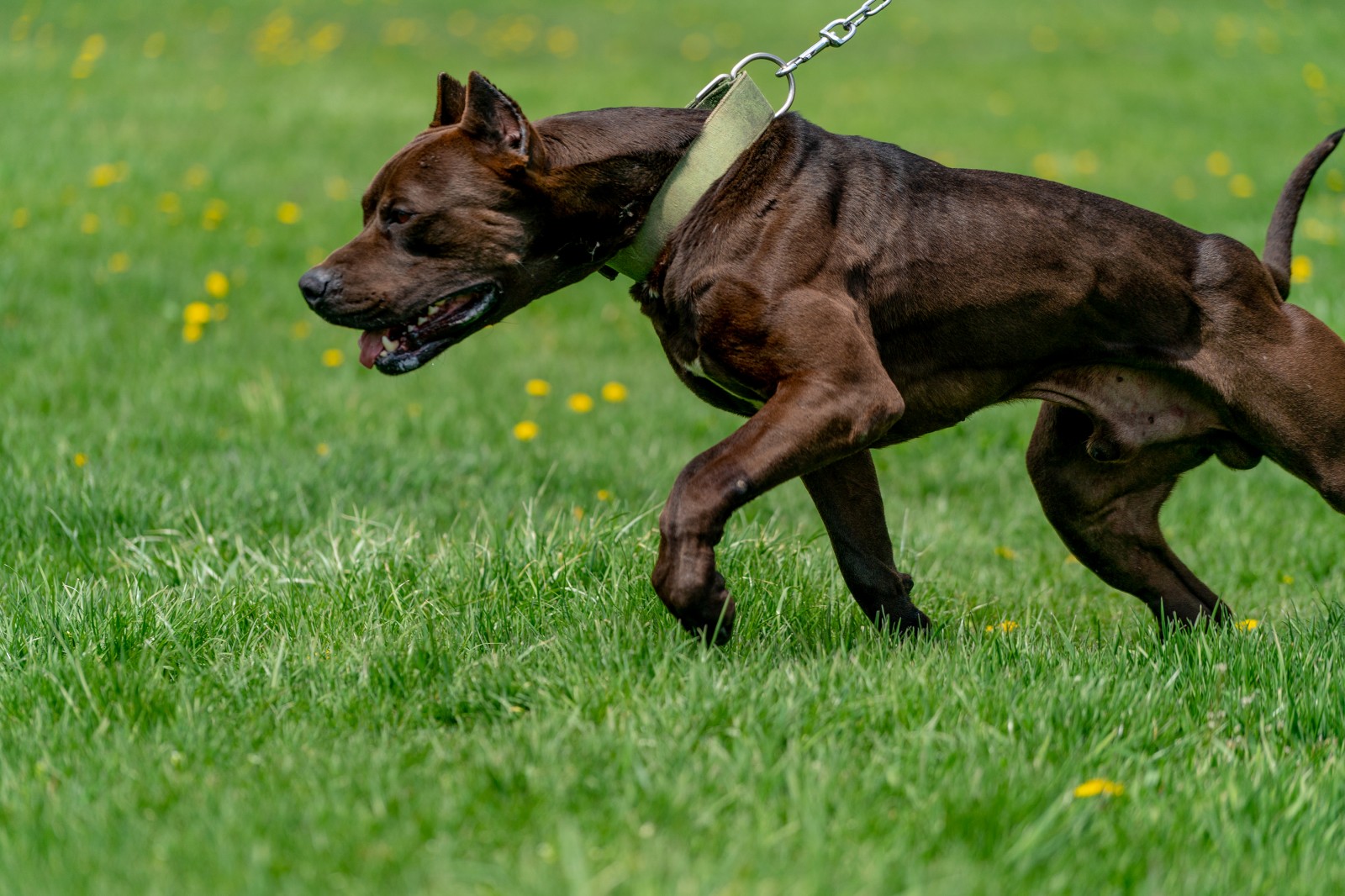 Hitman, a black XL pitbull from Unleashed kennelz lunges, ripped muscles flexed, in a side profile shot with his owner holding him by the green collar and chain link leash.