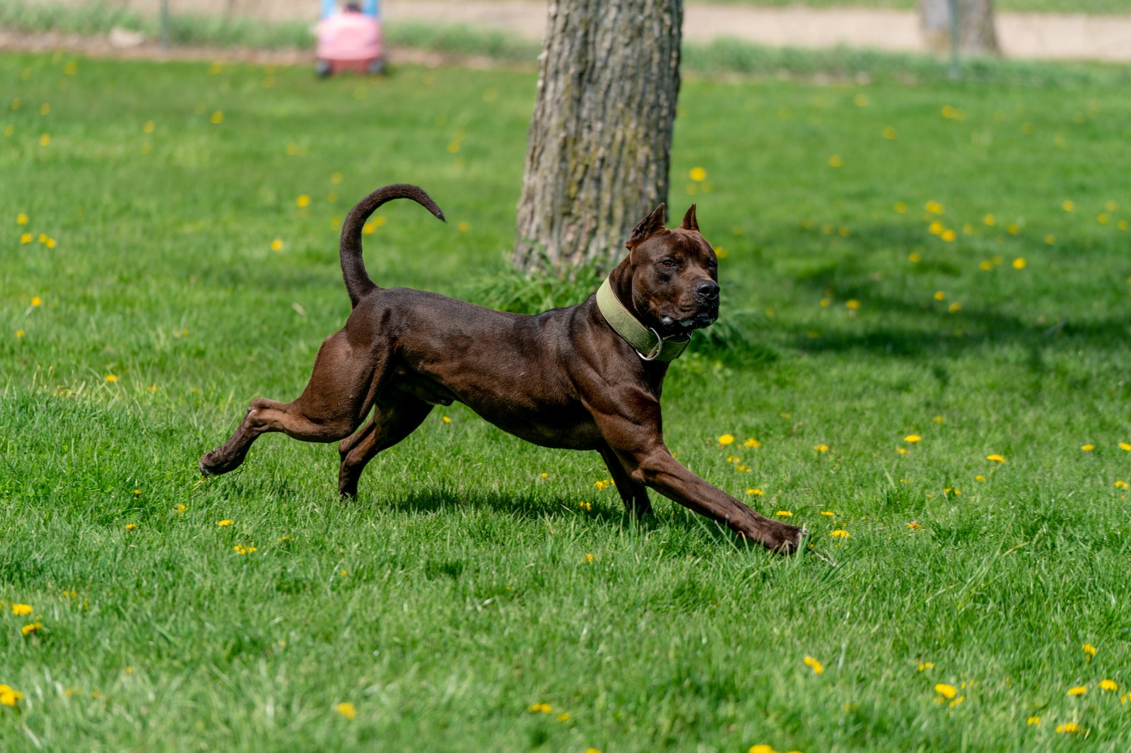 Hitman, a black beauty of an XL pit bull stud is all grace in this shot of him mid stride, face turned toward the camera, tail up, sun glinting off his flexed muscles. 