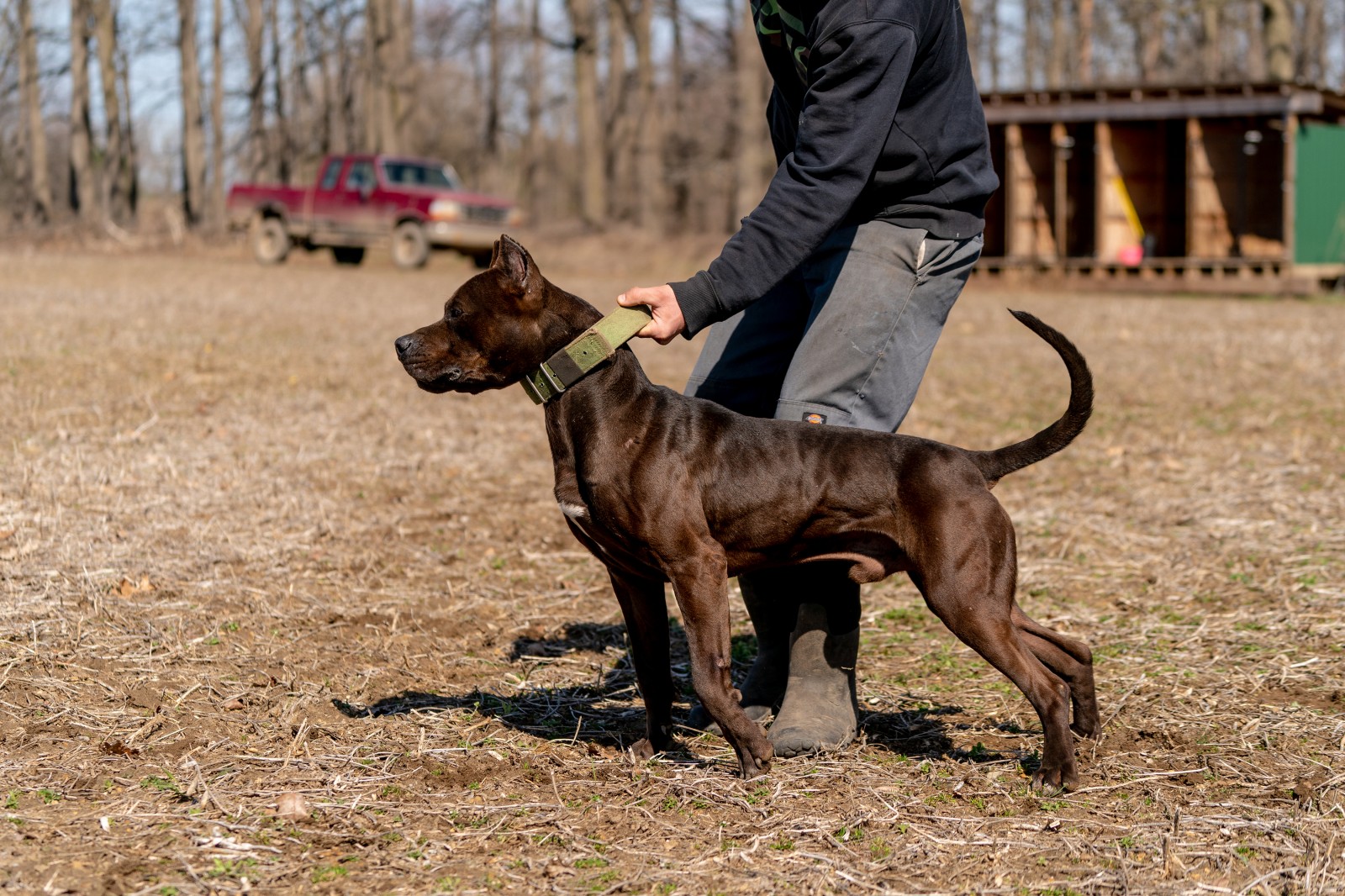 Hitman, a black XL pitbull from Unleashed kennelz lunges, ripped muscles flexed, in a side profile shot with his owner holding him by the green collar. 