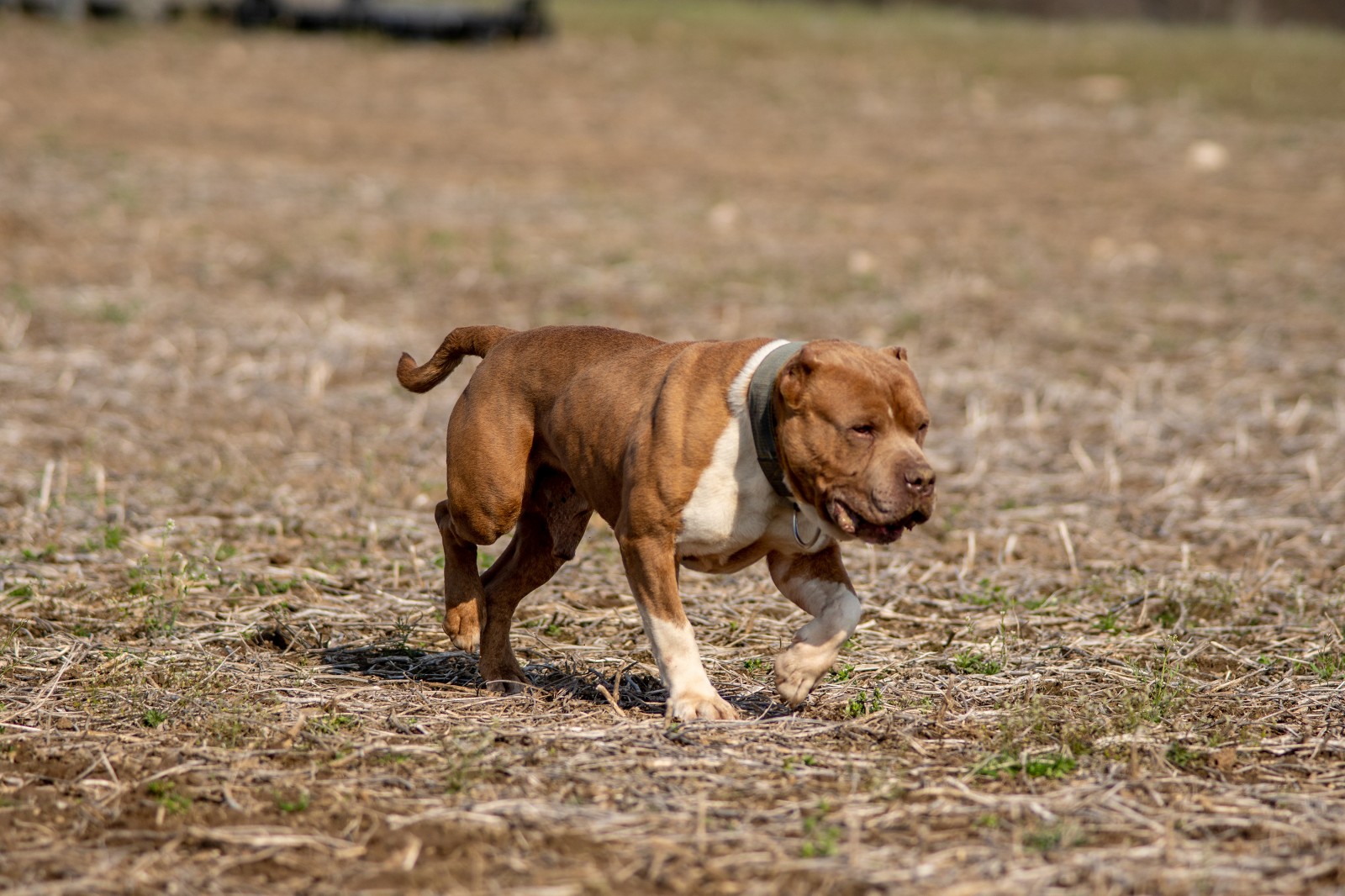 Unleashed Kennelz Taj Mahal, a red and white American Bully shows of his ripped physique as he struts through a field in early spring.