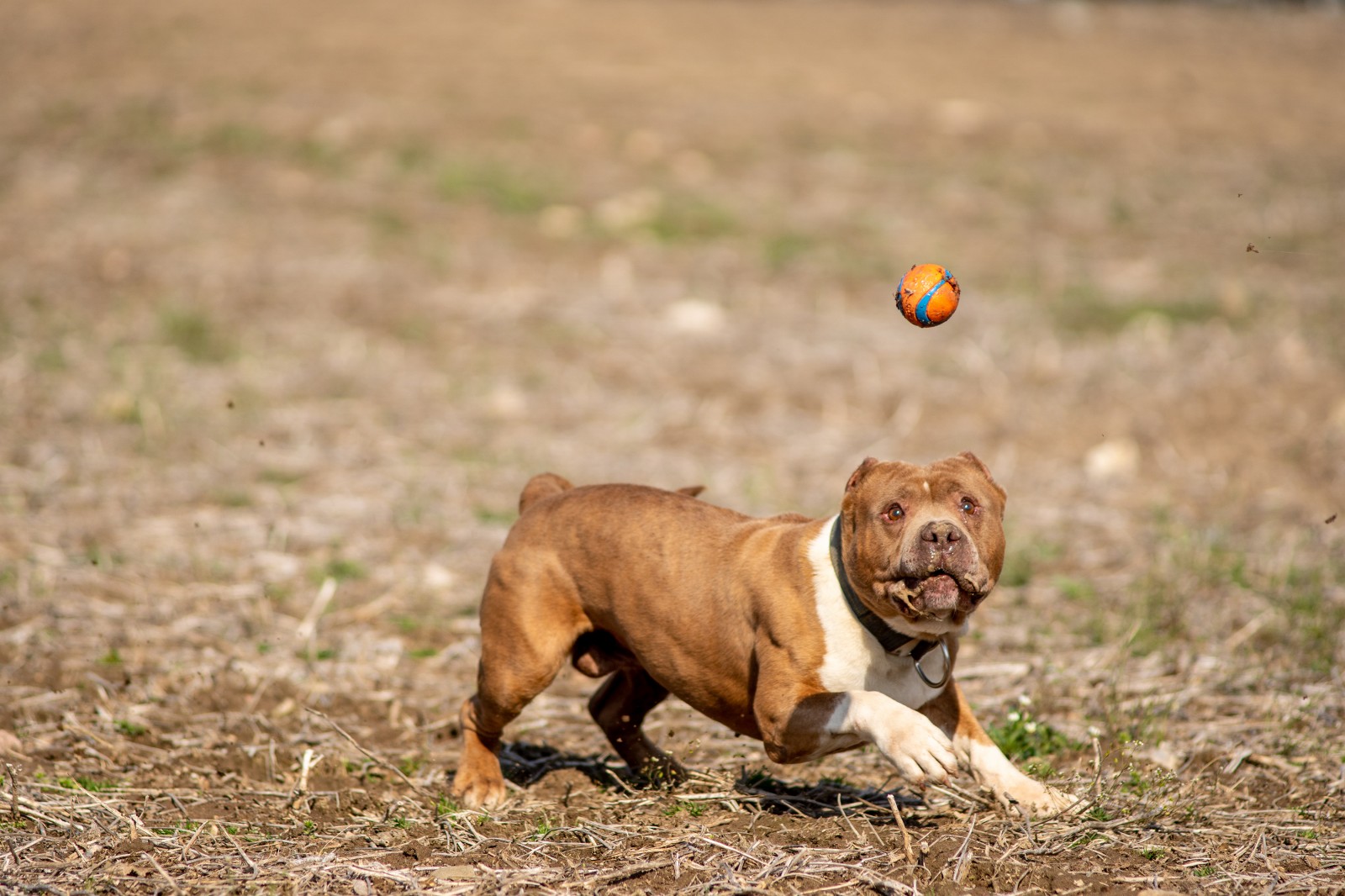 Unleashed Kennelz Taj Mahal, a red xl pit bull with a white chest and front paws is frozen mid stride chasing a ball in a field. 