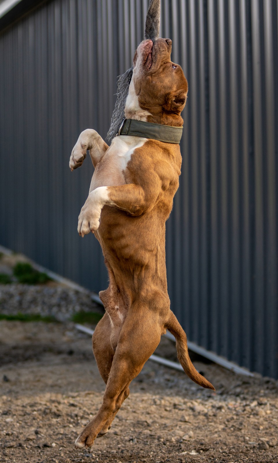 Unleashed Kennelz Taj Mahal, a red and white xl pit bull shows off his shoulder physique while hanging from a spring pole.