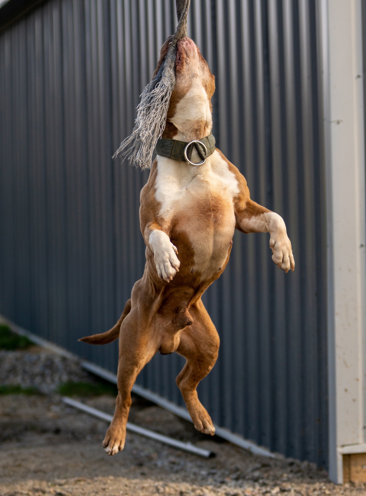 Taj Mahal, a red and white American Bully sports his 8 pack ripped abs while hanging by his teeth from a piece of fire hose. 