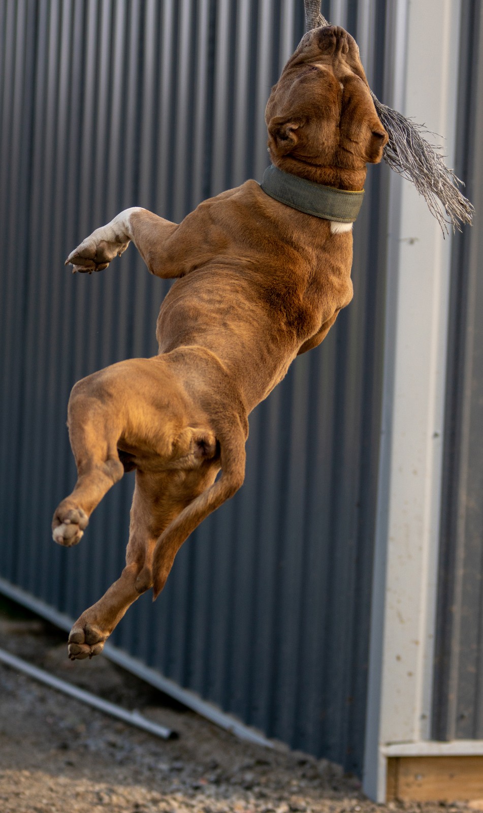 Taj Majal, a large red and white, muscular bully type XL pit bull hangs by his jaw from a spring pole (a tool used by dog trainers/breeders for their dogs to exercise).